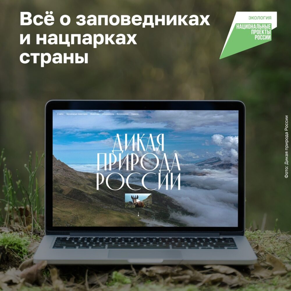 Любоваться дикой природой теперь можно виртуально из любой точки России!